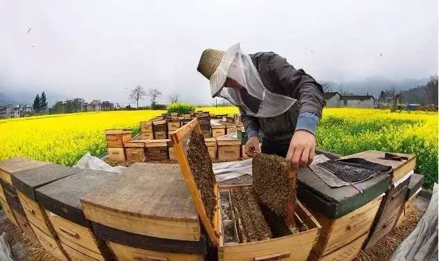 我是蜂农，致所有养蜂人