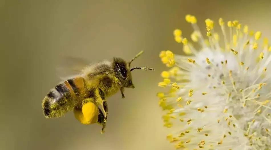 油菜荆花蜂蜜 哺乳期妇女能喝蜂蜜吗 柠檬蜂蜜鸡排 门源蜂蜜价格 蜂蜜加草莓淹做法