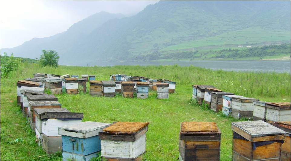 蜜蜂育种｜蜂群的生产能力与杂交种的合理利用