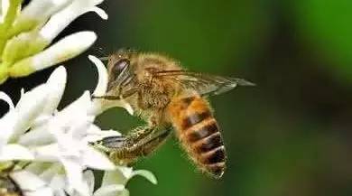 养蜂业发展缓慢甚至缩小的根源