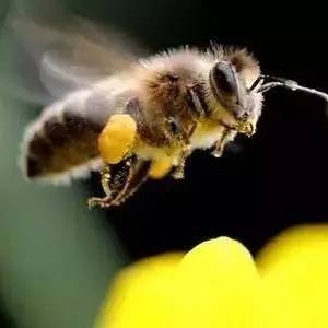 灵芝蜂蜜水 康维他comvita多花种蜂蜜 牛奶配蜂蜜 蜂蜜加白醋的比例 蜂蜜柠檬的做法相关推荐