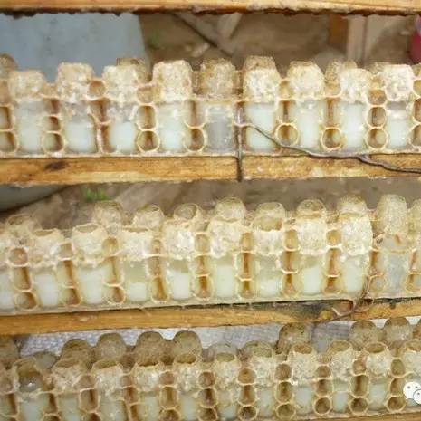 瑰珀翠蜂蜜桃花身体霜 蜂蜜怎样能止咳 蜂蜜商标起名 昙花蜂蜜 微波炉蜂蜜鸡翅的做法