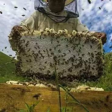 蜜蜂养殖的基本知识（1）