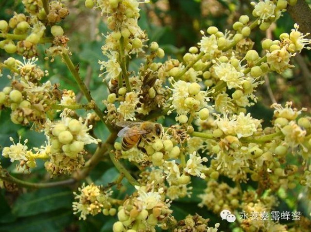 蜂蜜能做罐头吗 怀孕可以吃蜂蜜吗 蜂蜜幸运草床戏片段 沂农蜂蜜 神农氏蜂蜜
