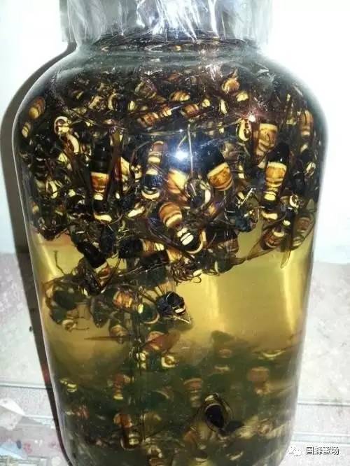 蜂蜜白色漂浮物 绿豆蜂蜜汤 家庭自制蜂蜜柚子茶 哺乳期可以喝蜂蜜姜水吗 月经期喝蜂蜜水