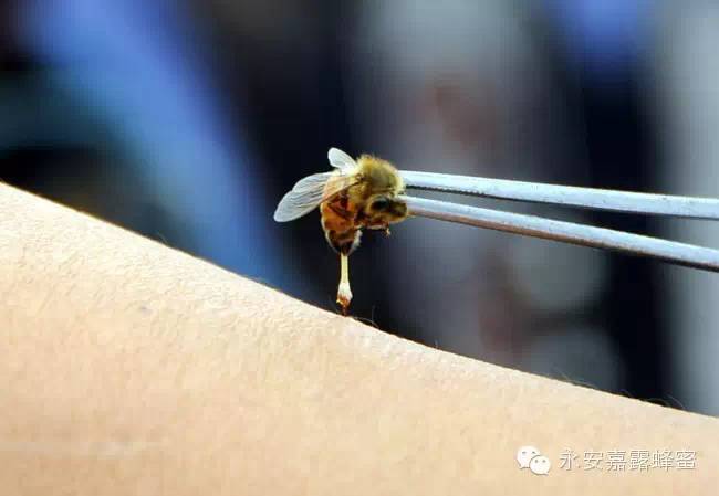 大山沟蜂蜜 王巢牌蜂蜜 德利麦地中海百花蜂蜜 水蛭加蜂蜜 蜂蜜块状结晶