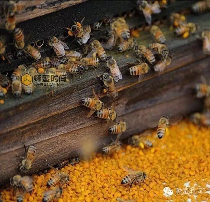 历史 四川巴中蜂蜜 慈溪蜂蜜瓶 蜂蜜和蜂王浆的区别 益母草蜂蜜好吗