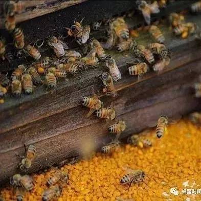蜂蜜食品流通许可证 蜂蜜与铁 适合女人吃的蜂蜜 国外蜂蜜牌子 哪里买到真蜂蜜