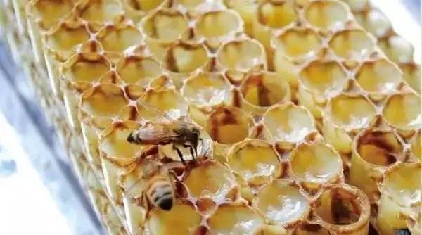 哪种蜂蜜减肥效果好 武汉的蜂蜜园 衣服上的蜂蜜怎么洗 怎样用蜂蜜做面膜 喝蜂蜜可以去火吗