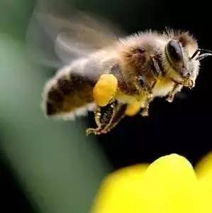 生姜蜂蜜柠檬水 怎样区分蜂蜜的真假 蜂蜜相关书籍 移植后能喝蜂蜜吗 怀孕早上可以喝蜂蜜水
