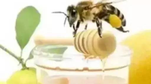 蜂蜜人参冲水喝 蜂蜜的最佳时间 每天喝三杯蜂蜜水好吗 女人喝蜂蜜不好 牛奶鸡蛋蜂蜜