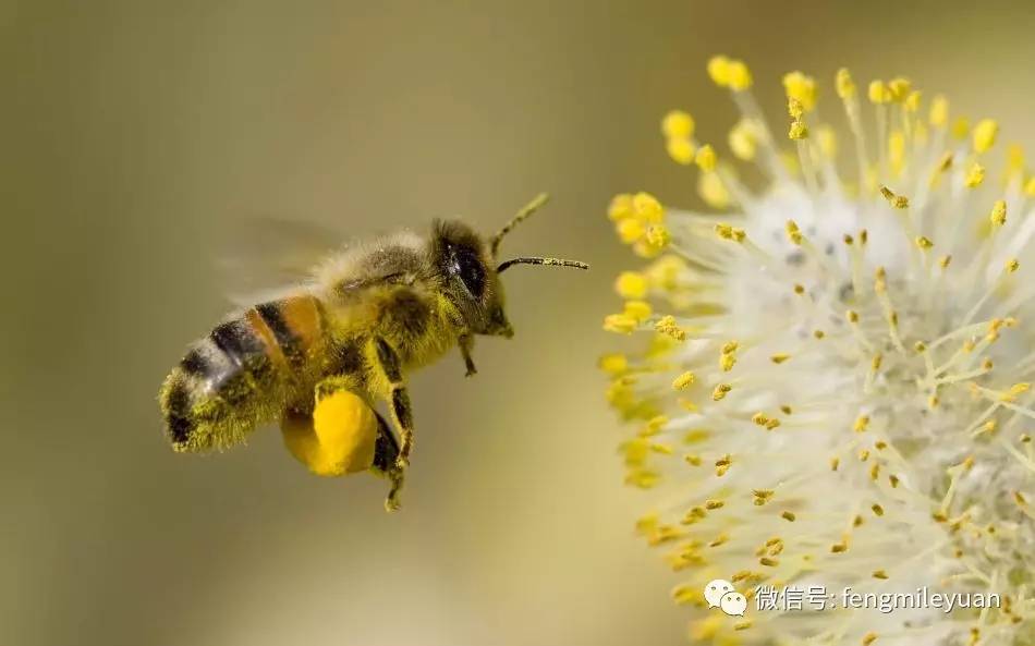 蜂蜜真假冬天 蜂蜜柚子茶冷藏 柠檬盐水蜂蜜 胆结石吃蜂蜜 mh4g种蜂蜜