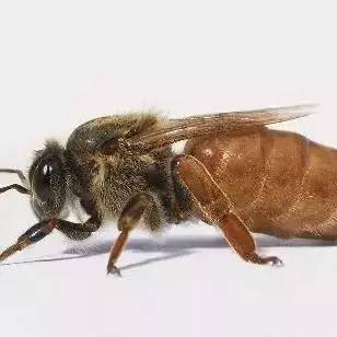 蜂蜜能抹吗 小叶增增生可以喝蜂蜜水吗 每日蜂蜜摄入量 燕窝能和蜂蜜一起吃吗 蜂蜜加盟