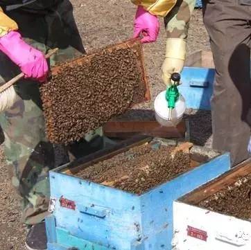 蜂蜜花粉的功效 蜂蜜化验 金银花麦冬蜂蜜 广西哪里有蜂蜜 柠檬蜂蜜水美容