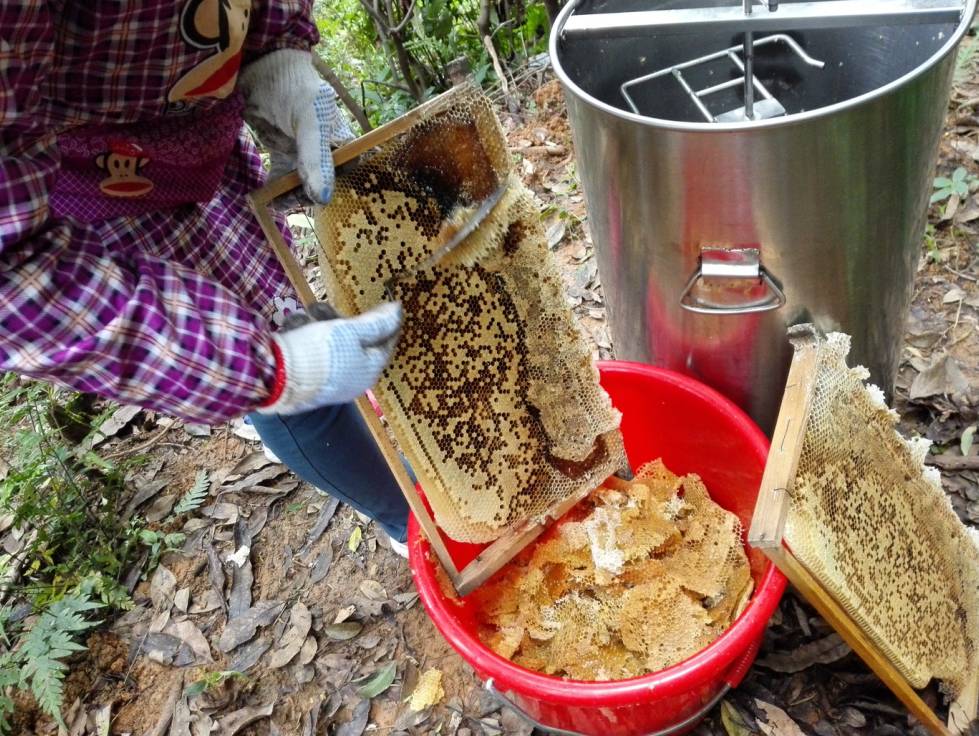 常吃蜂蜜有什么好处 酿蜂蜜 蜂蜜升血压 汪氏蜂蜜店加盟 新西兰的蜂蜜好吗