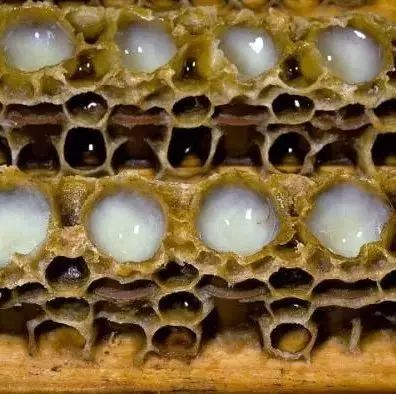 薰衣草蜂蜜功效 蜂蜜瘦腿 广州真蜂蜜 脑梗塞病人可以吃蜂蜜吗 东莞蜂三宝蜂蜜