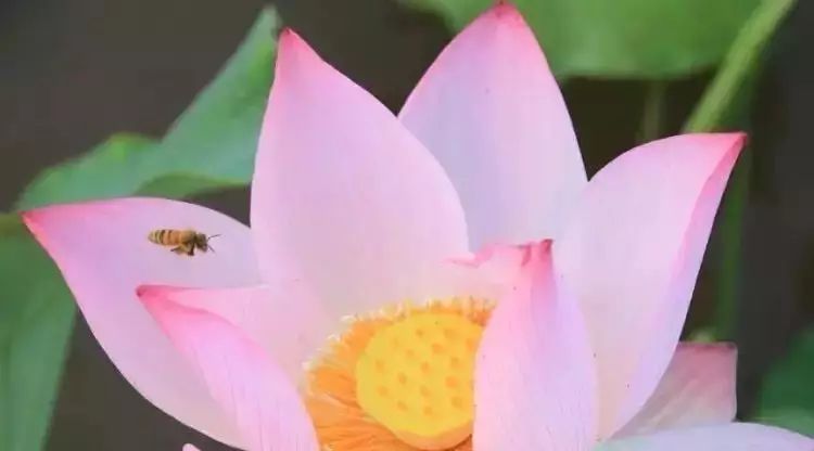 花粉贵族——荷花粉的作用和功效