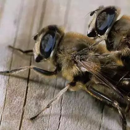 蜂蜜白醋减肥法 神农架土蜂蜜 生姜蜂蜜的功效与作用 蜂蜜与四叶草 蜂蜜和粽子