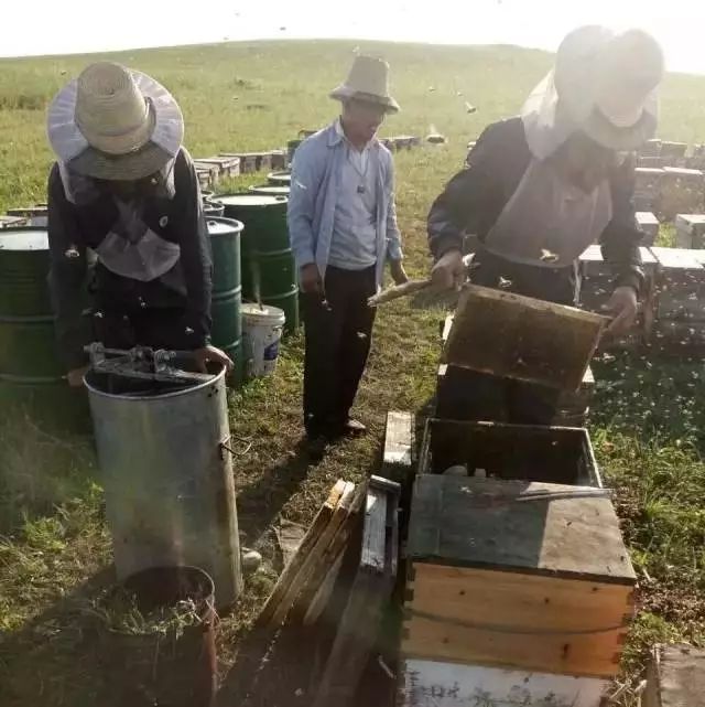姜片蜂蜜 蜂蜜可以治疗便秘 金毛蜂蜜水 冠生园蜂蜜西安代理 生蜂蜜可以吃吗