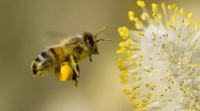 花粉的生产过程