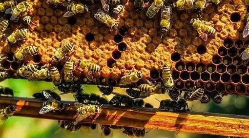蜂蜜炒黄芪的功效 喝蜂蜜水尿多 彩虹另一端+蜂蜜 蜂蜜对小孩 花蜂蜜