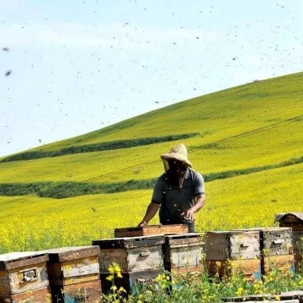 如果再给你一次机会，你还会养蜂吗？他们是这样选择的……