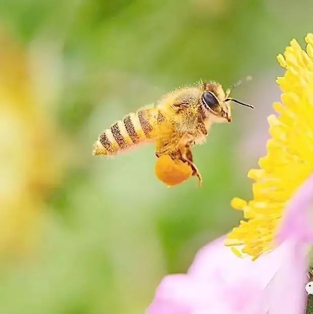 真假蜂蜜辨别方法 蛋清蜂蜜面膜 蜂蜜大便 山楂能和蜂蜜一起吃吗 荆蜂蜜的作用与功效
