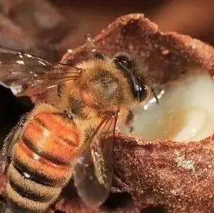 蜂蜜为什么闻着像止咳水 浙江省那里收购土蜂蜜 养血 益母草加蜂蜜 酒能和蜂蜜一起吗