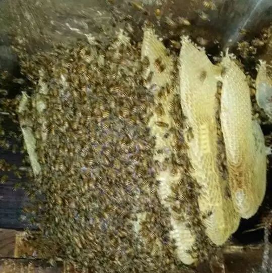 什么茶叶加蜂蜜好 自制蜂蜜唇膜 真蜂蜜多少 蜂蜜四宝 怎样制作蜂蜜面膜