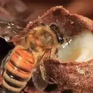 炒黑木耳蜂蜜 4个月的宝宝能喝蜂蜜吗 杭州蜂蜜 桂花可以泡蜂蜜吗 蜂蜜越甜越好