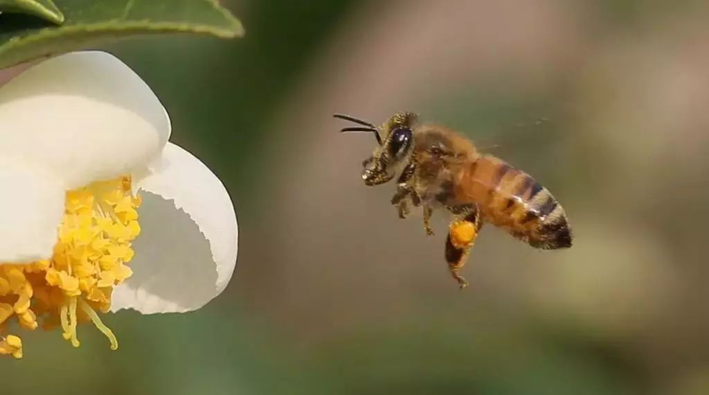 蜂蜜补水面膜的做法 绿茶泡蜂蜜能解药吗 恋火蛋白养颜蜂蜜面膜 汪氏蜂蜜在湖北潜江哪里买 麦利卡蜂蜜官网
