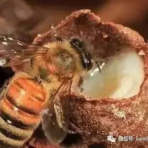 蜂王浆混合蜂蜜 陈醋与蜂蜜的喝法 蜂蜜为什么闻着像止咳水 红斑狼疮能吃蜂蜜吗 葵花蜂蜜的功效