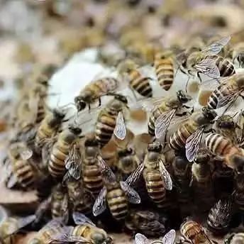 中蜂冬季饲喂技术