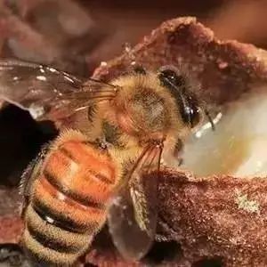 过期的蜂蜜有什么用 喝牛奶加蜂蜜会胖吗 买的蜂蜜很稀 冯氏蜂语堂槐花蜂蜜1000g 自制眼膜蜂蜜