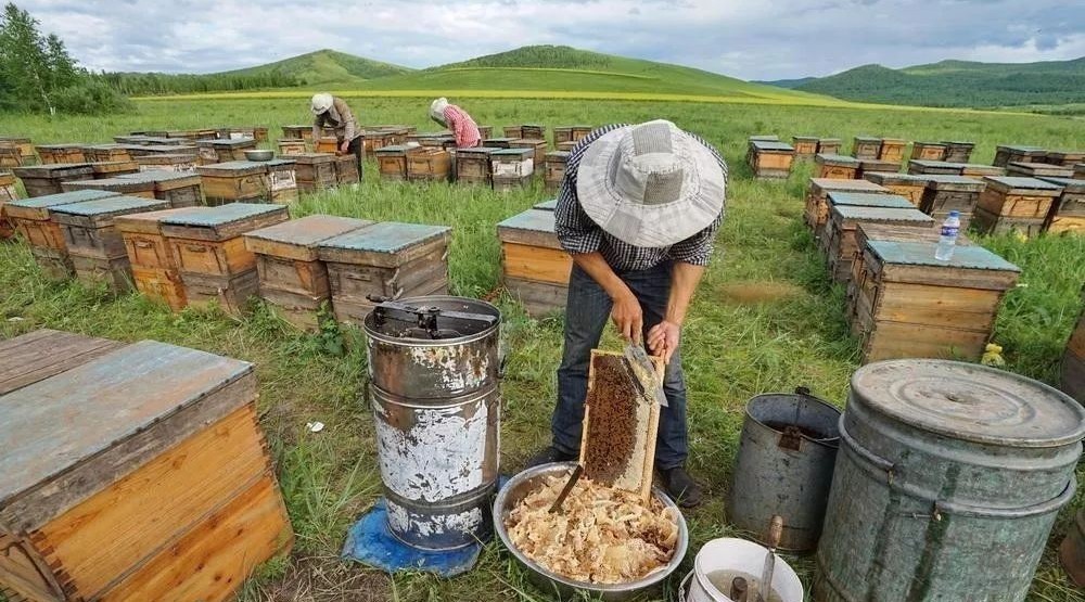 什么是洋槐蜂蜜 蜂蜜的功效 如何选择蜂蜜 酸奶蜂蜜拉肚子 蜂蜜生姜水能减肥吗