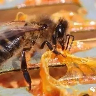 蜂蜜公司网站 鸿香源蜂蜜好吗 蜂蜜红参面膜 长期喝蜂蜜有什么坏处 排毒养颜的蜂蜜