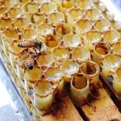 感冒了可以吃蜂蜜吗 蜂蜜产量大吗 海恩斯蜂蜜 蛋黄加蜂蜜对脸的好处 加工蜂蜜