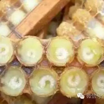 石斛粉蜂蜜 蜂蜜减肥对身体有害吗 名士威枣花蜂蜜 泡柠檬蜂蜜的温度 纯牛奶菠萝汁蜂蜜奶茶