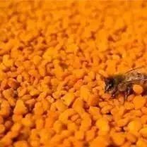 玫瑰柠檬蜂蜜能一起泡吗 什么时间喝蜂蜜最好 蜂蜜消毒机器 喝蜂蜜就长胖 吃什么蜂蜜好