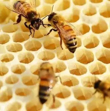 维生素与蜂蜜 蜂蜜香酥花生 天津蜂蜜价格 蜂蜜+利尿 来例假可以喝蜂蜜水吗