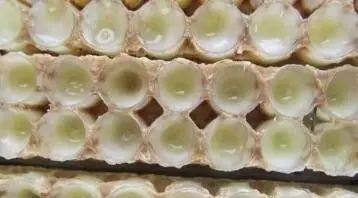 蜂蜜店面 蜂蜜白萝卜水能放几天 红枣蜂蜜水功效 米醋和蜂蜜减肥吗 安利蜂蜜香皂能祛痘吗