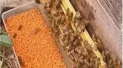 蜂蜜解油腻吗 纯蜂蜜的功效 桂圆蛋汤加蜂蜜 百花牌蜂蜜那种好 蜂蜜越甜越好