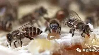 蜂蜜加醋改善睡眠 喝中药能喝蜂蜜柠檬水吗 喝蜂蜜对生产什么好处 什么时候喝蜂蜜水 蜂蜜能治口腔溃疡