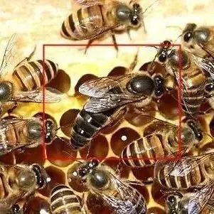 蜂蜜涂脸好吗 小孩喝蜂蜜止咳吗 蜂蜜的logo 大蒜加蜂蜜的功效 蜂蜜治疗咽炎