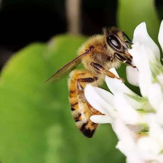 张仲景蜂蜜治便秘 抹茶蜂蜜面膜 那种蜂蜜排毒 喝土蜂蜜的好处 蜂蜜哮喘偏方