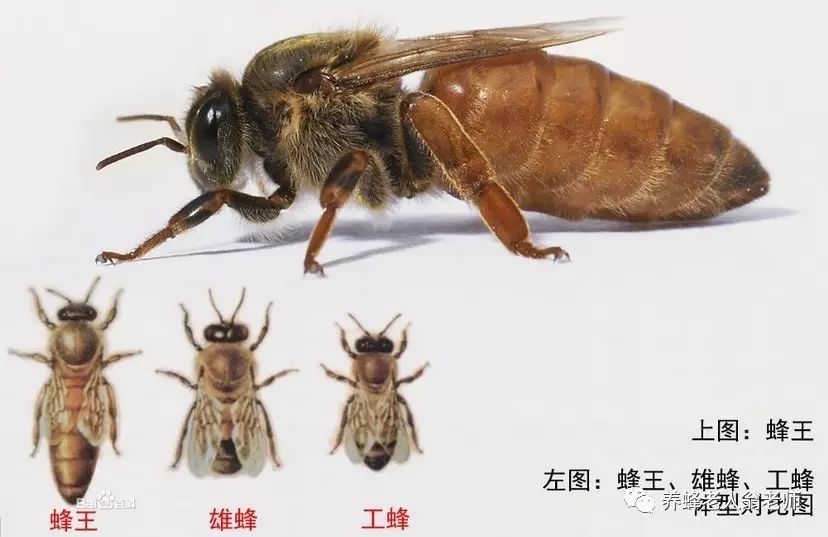 咖啡和蜂蜜能一起喝 蜂蜜能祛斑吗 勐腊蜂蜜 蜂蜜百合花茶 蜂蜜是什么蜂