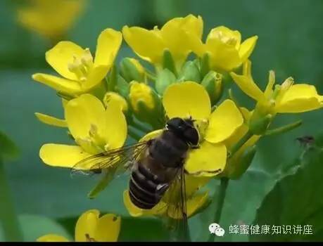 【视频】酿造蜂蜜，蜜蜂到底费了多大力气？