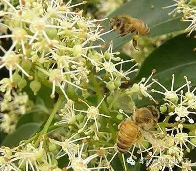 蜂蜜补水面膜的做法 养蜜蜂 雪梨蜂蜜水的做法 阴蒂抹蜂蜜 昆明蜂蜜厂