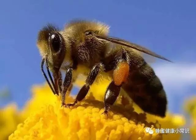 蜜蜂一生能采多少蜜？