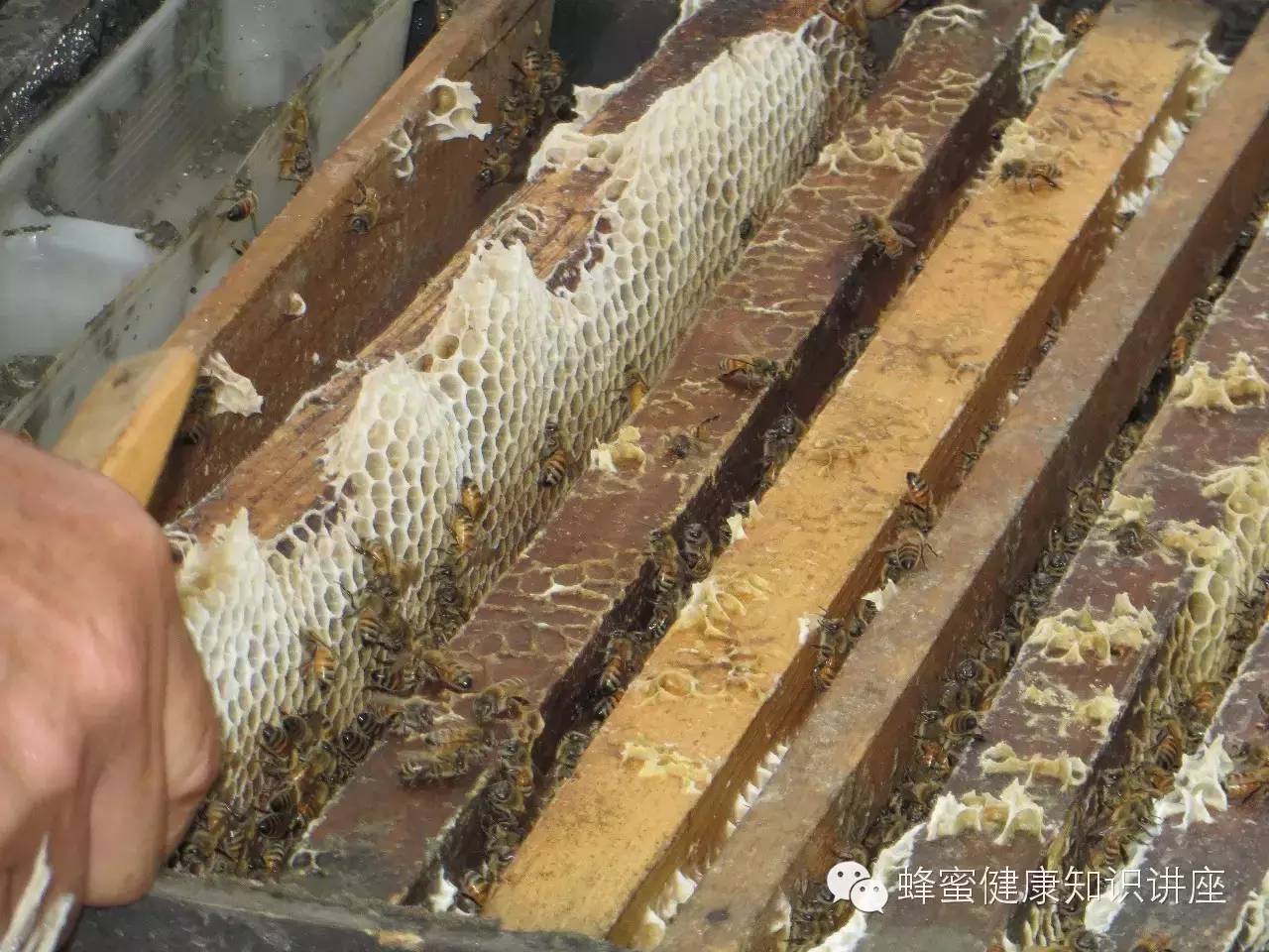 蜂蜜什么装 大枣蜂蜜水的功效 蜂蜜如何祛痘 上腭疼喉咙疼蜂蜜 制首乌加蜂蜜